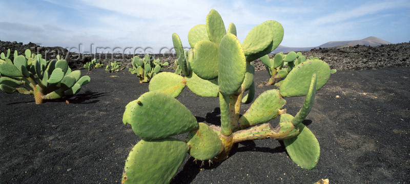 canary72: Guatiza, Lanzarote, Canary Islands: Cactus Pear - in a lava field - prickly pear - Opuntia ficus-indica - photo by W.Allgöwer - (c) Travel-Images.com - Stock Photography agency - Image Bank