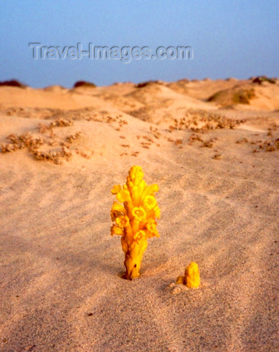 capeverde27: Cape Verde / Cabo Verde - Sal island: flower blossoming in the desert - desabrochando no deserto - photo by M.Torres - (c) Travel-Images.com - Stock Photography agency - Image Bank