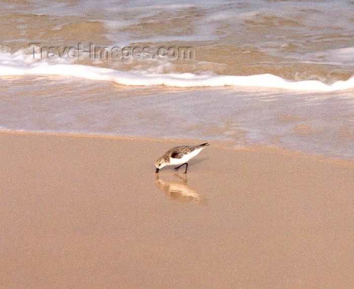 capeverde28: Cape Verde / Cabo Verde - Sal island: beach bum - um vadio na praia - photo by M.Torres - (c) Travel-Images.com - Stock Photography agency - Image Bank