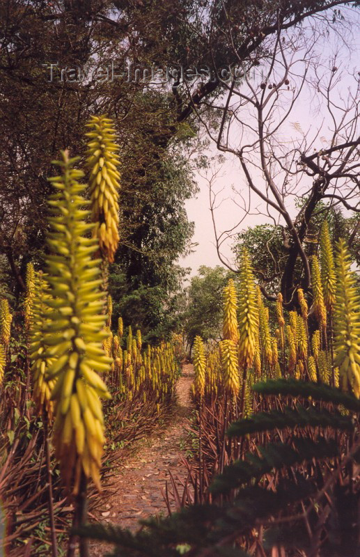 capeverde4: Cabo Verde - Cape Verde - São Jorge, Santiago island: walking in the Botanical Gardens - Perennial Lupins - yellow garden cultivar - caminhando no Jardim Botânico - flores de tremoçeiros - photo by M.Torres - (c) Travel-Images.com - Stock Photography agency - Image Bank