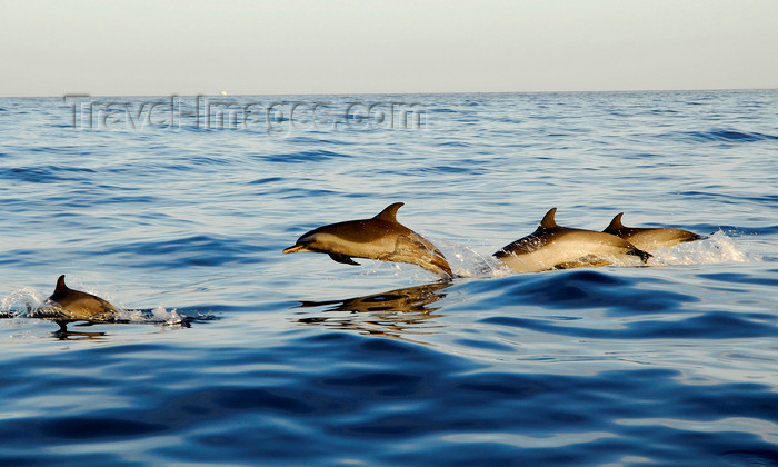 capeverde59: Fogo island - Cape Verde / Cabo Verde: dolphins in the Cape Verde waters - photo by E.Petitalot - (c) Travel-Images.com - Stock Photography agency - Image Bank