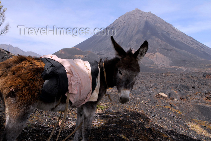 capeverde72: Fogo natural park, Fogo island - Cape Verde / Cabo Verde: donkey in front of Pico do Fogo volcano - photo by E.Petitalot - (c) Travel-Images.com - Stock Photography agency - Image Bank