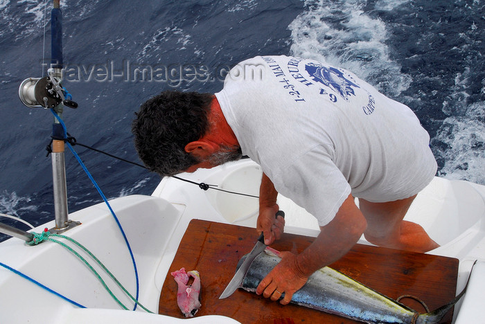 capeverde84: Brava island - Cape Verde / Cabo Verde: at sea - preparing Atlantic ocean fish - photo by E.Petitalot - (c) Travel-Images.com - Stock Photography agency - Image Bank