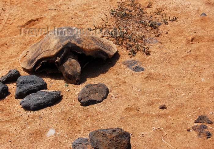 capeverde91: S.Maria, Sal island, Cape Verde / Cabo Verde: remains of a turtle - tartaruga morta - photo by R.Resende - (c) Travel-Images.com - Stock Photography agency - Image Bank