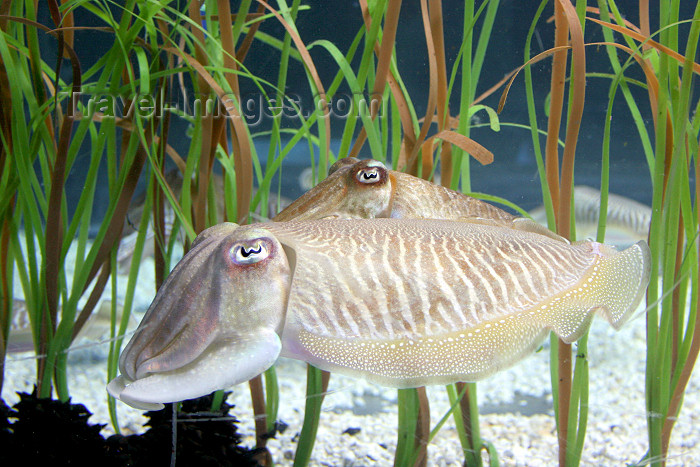 catalon115: Catalonia - Barcelona: the Aquarium - cuttlefish - marine cephalopods - Tintenfische, Sepia, Zeekat, inktvis, Sipa, Choco - photo by A.Dnieprowsky - (c) Travel-Images.com - Stock Photography agency - Image Bank