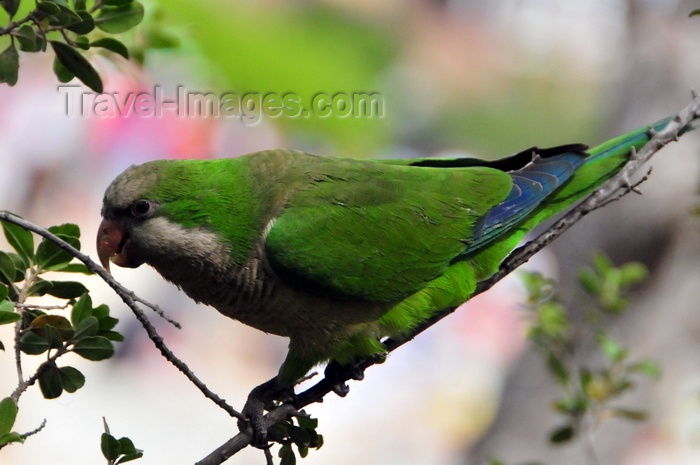 catalon181: Barcelona, Catalonia: Monk parakeet on a tree (Myiopsitta monachus) - Gràcia district - photo by M.Torres - (c) Travel-Images.com - Stock Photography agency - Image Bank