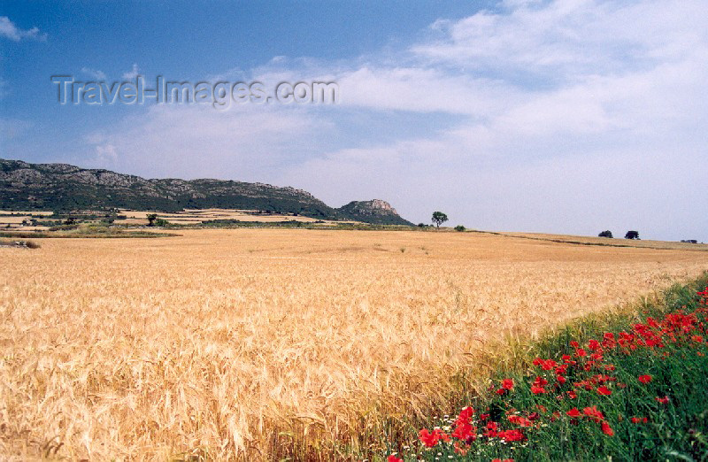 catalon21: Catalonia / Catalunya - Foradada, Noguera, Lleida province: the blond fields of Catalonia - wheat field and poppies - agriculture - cereal - photo by Miguel Torres - (c) Travel-Images.com - Stock Photography agency - Image Bank