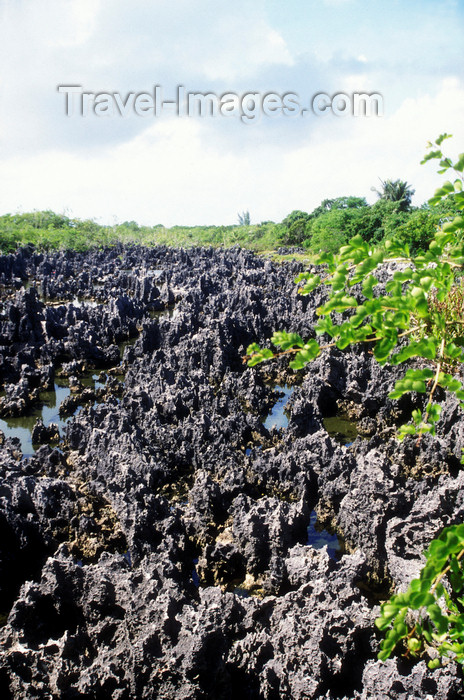 cayman25: Hell, Grand Cayman: volcanic area - North West - photo by D.Forman - (c) Travel-Images.com - Stock Photography agency - Image Bank