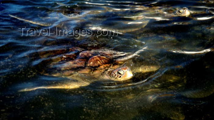 cayman26: Grand Cayman: turtle in the water - photo by D.Forman - (c) Travel-Images.com - Stock Photography agency - Image Bank