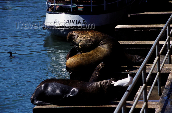 chile13: Valdivia, Los Ríos, Chile: southern sea lions on dock stairs - Otaria flavescens – fauna - photo by C.Lovell - (c) Travel-Images.com - Stock Photography agency - Image Bank