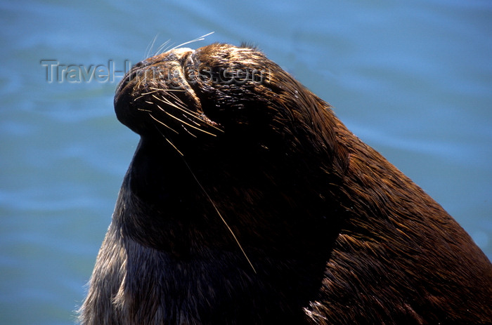 chile14: Valdivia, Los Ríos, Chile: male southern sea lion with long whiskers - Otaria flavescens - photo by C.Lovell - (c) Travel-Images.com - Stock Photography agency - Image Bank