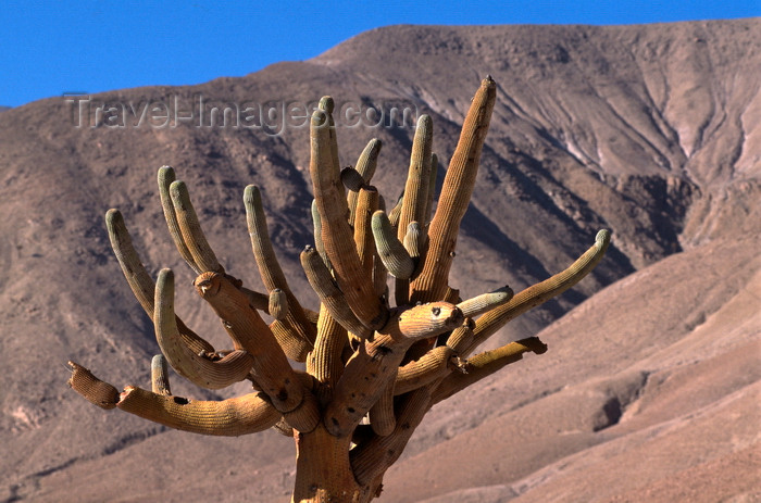 chile150: Atacama desert, Atacama region, Chile: this Candelabra Cactus grows in the extremely dry lower elevations of the Atacama desert of Northern Chile - photo by C.Lovell - (c) Travel-Images.com - Stock Photography agency - Image Bank