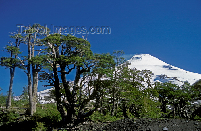 chile151: Villarrica Volcano National Park, Araucanía Region, Chile: Lenga Beeches face the harsh conditions on the slopes of the Villarrica volcano - Lake District of Chile - Nothofagus pumilio - photo by C.Lovell - (c) Travel-Images.com - Stock Photography agency - Image Bank