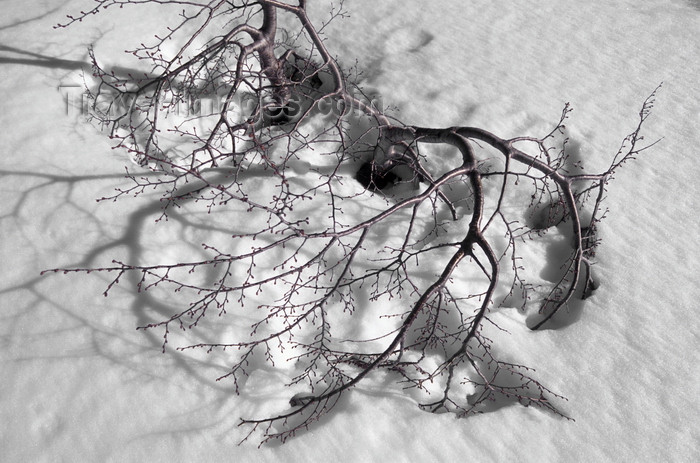 chile153: Villarrica Volcano National Park, Araucanía Region, Chile: a dormant Nirre Tree in snow - Nothofagus antartica - Lake District of Chile - photo by C.Lovell - (c) Travel-Images.com - Stock Photography agency - Image Bank