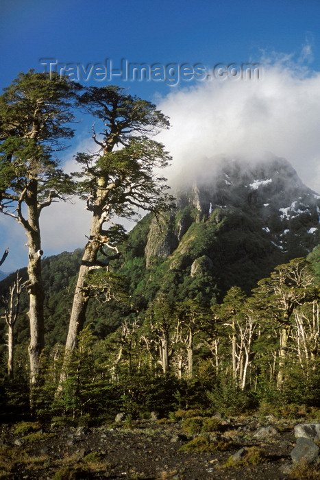 chile154: Villarrica Volcano National Park, Araucanía Region, Chile: Lenga Beech forest flourishes on the slopes of the Villarrica volcano - Lake District of Chile - Nothofagus pumilio - photo by C.Lovell - (c) Travel-Images.com - Stock Photography agency - Image Bank