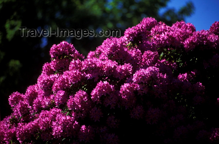 chile16: Isla Teja, Valdivia, Los Ríos, Chile: rhododendrons in bloom - flowers - photo by C.Lovell - (c) Travel-Images.com - Stock Photography agency - Image Bank