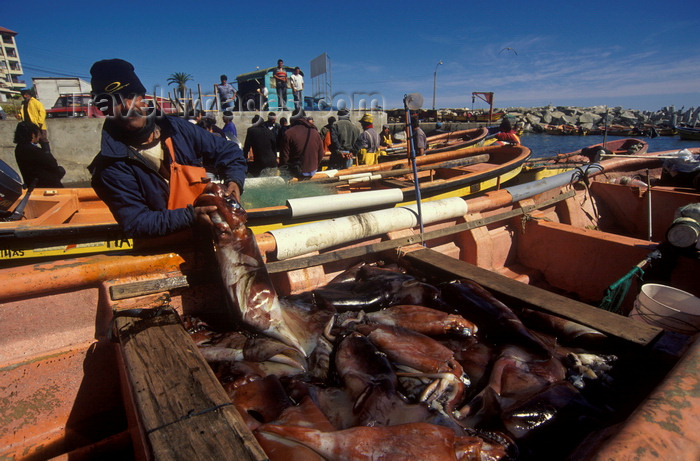 chile185: Concon village, Valparaíso region, Chile: fisherman with a catch of squid - photo by C.Lovell - (c) Travel-Images.com - Stock Photography agency - Image Bank