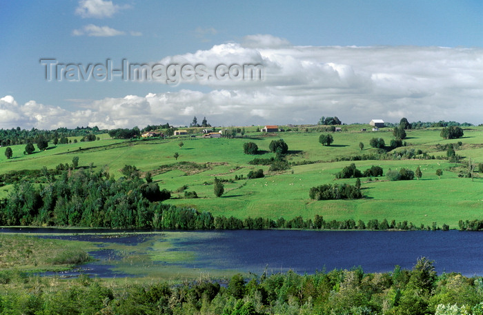 chile194: Chiloé island, Los Lagos Region, Chile: windswept pasture land with grazing sheep across an inlet – bucolic landscape - photo by C.Lovell - (c) Travel-Images.com - Stock Photography agency - Image Bank