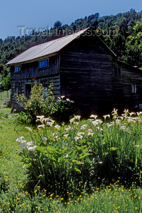 chile20: Valdivia, Los Ríos, Chile: wooden cabin and Calla Lilies in the Calle Calle river valley - photo by C.Lovell - (c) Travel-Images.com - Stock Photography agency - Image Bank