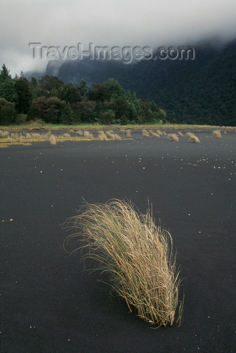 chile223: Aisén region, Chile: grass in tidal zone – beach and temperate rain forest in northern Patagonia, west of La Junta - overcast weather - photo by C.Lovell - (c) Travel-Images.com - Stock Photography agency - Image Bank