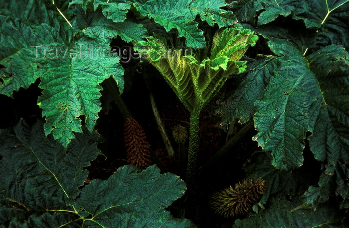 chile224: Aisén region, Chile: rhubarb relative in the temperate rain forest of northern Patagonia, west of La Junta - flora - photo by C.Lovell - (c) Travel-Images.com - Stock Photography agency - Image Bank