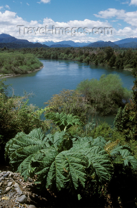 chile228: Aisén , Chile: river along the Camino Austral, a dirt road but the main route in northern Patagonia - rhubarb - photo by C.Lovell - (c) Travel-Images.com - Stock Photography agency - Image Bank