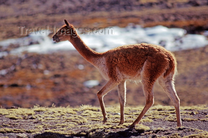 chile230: Lauca National Park, Arica and Parinacota region, Chile: the endangered Vicuna is making a remarkable come back on the high altitude grasslands – Vicugna vicugna - photo by C.Lovell - (c) Travel-Images.com - Stock Photography agency - Image Bank