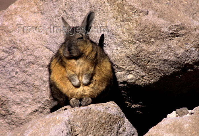 chile232: Lauca National Park, Arica and Parinacota region, Chile: a fat and furry Mountain Viscacha, a Chinchilla relative, calls the high altitude altiplano its home – Lagidium viscacia - photo by C.Lovell - (c) Travel-Images.com - Stock Photography agency - Image Bank