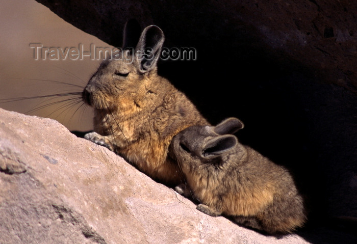 chile233: Lauca National Park, Arica and Parinacota region, Chile: mother Mountain Viscacha nurses her baby - high altitude altiplano - Lagidium viscacia – rodent of the chinchilla family - photo by C.Lovell - (c) Travel-Images.com - Stock Photography agency - Image Bank