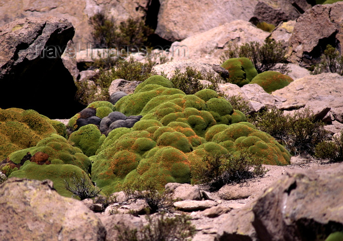 chile234: Lauca National Park, Arica and Parinacota region, Chile: strange native plant grows in the above 11,000 feet in the altiplano - photo by C.Lovell - (c) Travel-Images.com - Stock Photography agency - Image Bank