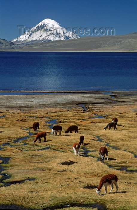 chile236: Lauca National Park, Arica and Parinacota region, Chile: alpacas graze below Mt. Sajama (21,484 ft) on the shores of Lago Chungará – Norte Grande - photo by C.Lovell - (c) Travel-Images.com - Stock Photography agency - Image Bank