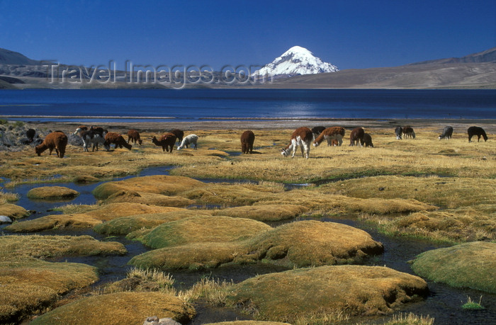 chile237: Lauca National Park, Arica and Parinacota region, Chile: alpacas graze at 4.500 m on the swampy shores of Lago Chungará, below Mt. Sajama - Norte Grande - photo by C.Lovell - (c) Travel-Images.com - Stock Photography agency - Image Bank