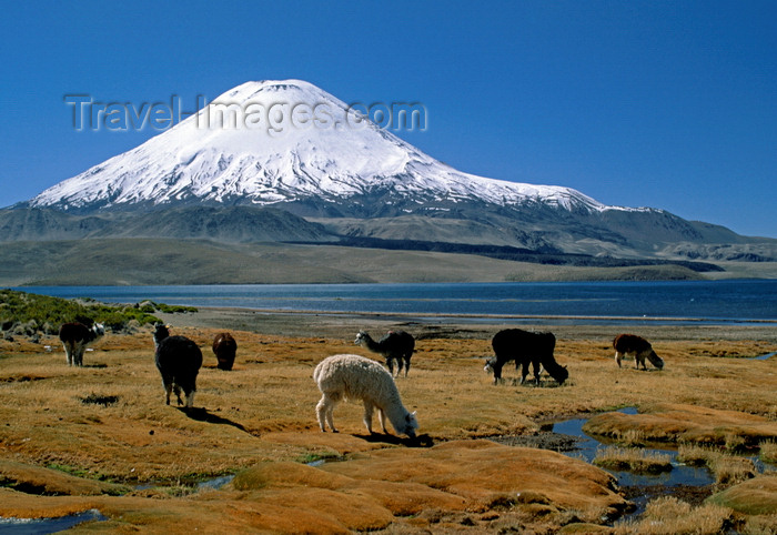 chile238: Lauca National Park, Arica and Parinacota region, Chile: alpacas graze on the verdant shores of Lago Chungará, below Mt. Parinacota (20,800 ft) - Norte Grande - photo by C.Lovell - (c) Travel-Images.com - Stock Photography agency - Image Bank