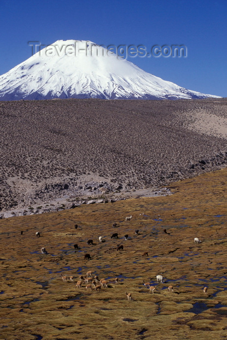 chile239: Lauca National Park, Arica and Parinacota region, Chile: mixed herd of wild vicuna and domesticated alpaca graze below Mount Parinacota - Norte Grande - photo by C.Lovell - (c) Travel-Images.com - Stock Photography agency - Image Bank