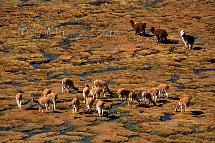 chile240: Lauca National Park, Arica and Parinacota region, Chile: a herd of wild vicuna and alpaca graze on the ‘bofedales’ near the border - swampy grasslands - Norte Grande - photo by C.Lovell - (c) Travel-Images.com - Stock Photography agency - Image Bank