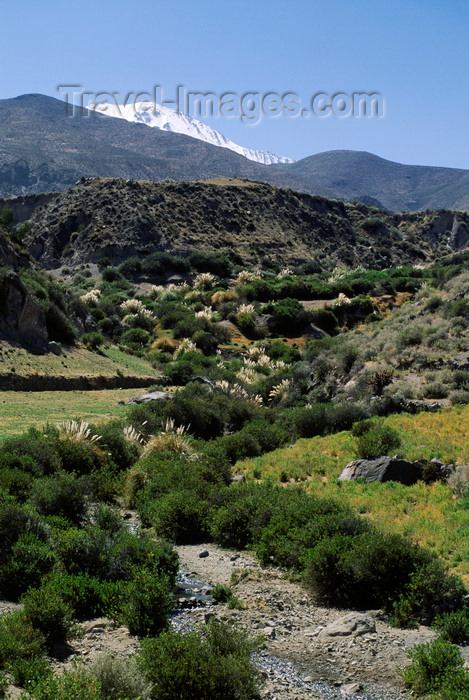 chile244: Putre, Arica and Parinacota region, Chile: backlit pampas grass flourishes in a gorge below the village - photo by C.Lovell - (c) Travel-Images.com - Stock Photography agency - Image Bank