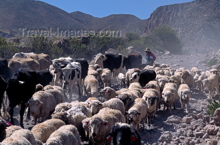 chile246: Putre, Arica and Parinacota region, Chile: an Aymara woman herds cattle and sheep along a dirt road near the village - Northern Chile - photo by C.Lovell - (c) Travel-Images.com - Stock Photography agency - Image Bank