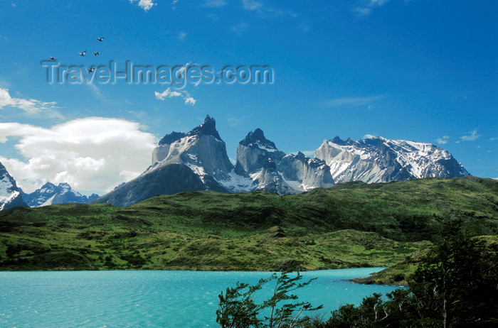 chile249: Torres del Paine National Park, Magallanes region, Chile: Cuernos del Paine - the Horns of Paine from Lake Nordenskjöld – ducks in flight - Chilean Patagonia - photo by C.Lovell - (c) Travel-Images.com - Stock Photography agency - Image Bank