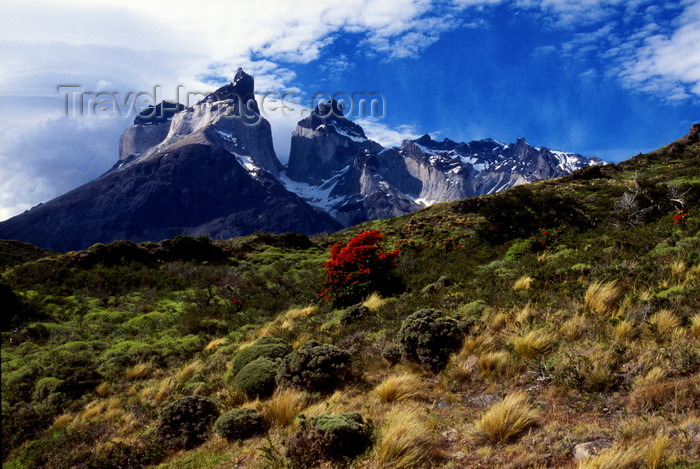 chile251: Torres del Paine National Park, Magallanes region, Chile: Cuernos Del Paine - the Horns of Paine and steppe vegetation - Chilean Patagonia - photo by C.Lovell - (c) Travel-Images.com - Stock Photography agency - Image Bank