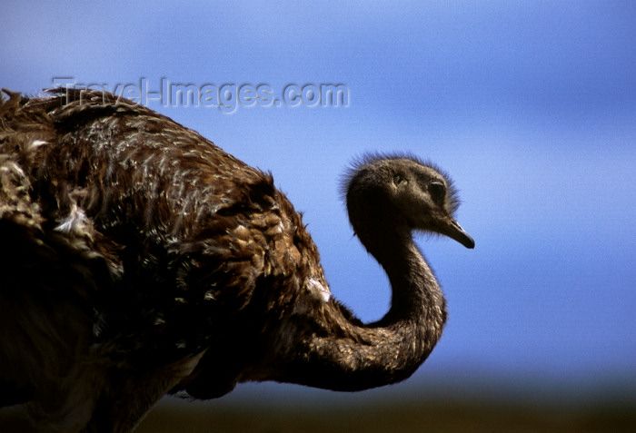 chile266: Torres del Paine National Park, Magallanes region, Chile: the lesser rhea, Pterocnemia pennata, or nandu is found throughout southern Patagonia - photo by C.Lovell - (c) Travel-Images.com - Stock Photography agency - Image Bank