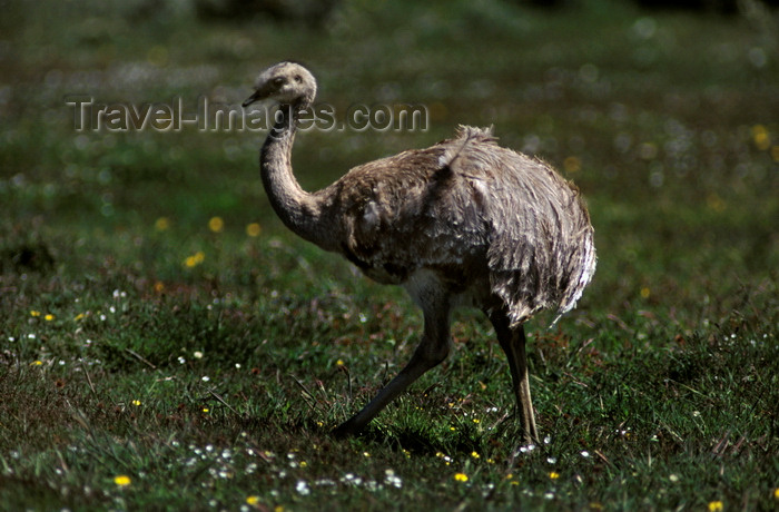 chile267: Torres del Paine National Park, Magallanes region, Chile: ñandu walking on the grass - lesser rhea, Pterocnemia pennata, ostrich-like flightless bird of southern Patagonia - photo by C.Lovell - (c) Travel-Images.com - Stock Photography agency - Image Bank