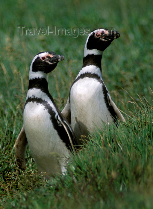 chile268: Otway Sound, Magallanes region, Chile: Magellanic penguins mate for life, like this couple in the Seno Otway Colony – Spheniscus magellanicus - Chilean Patagonia - photo by C.Lovell - (c) Travel-Images.com - Stock Photography agency - Image Bank