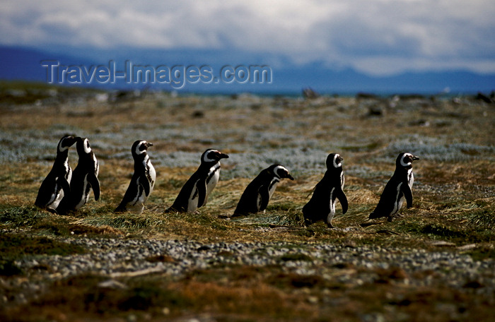 chile269: Otway Sound, Magallanes region, Chile: line of Magellanic penguins heading for the ocean – Seno Otway rookery - Spheniscus magellanicus - Chilean Patagonia - photo by C.Lovell - (c) Travel-Images.com - Stock Photography agency - Image Bank