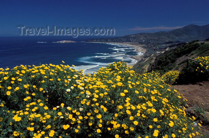 chile27: Cachagua, Valparaíso region, Chile: yellow flowers bloom in the spring above the town - photo by C.Lovell - (c) Travel-Images.com - Stock Photography agency - Image Bank