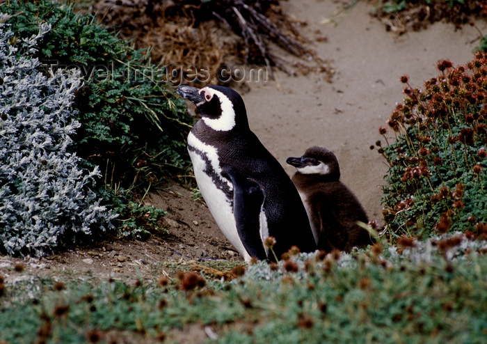 chile270: Otway Sound, Magallanes region, Chile: Magellanic penguins - parent with baby - Seno Otway rookery - Spheniscus magellanicus - Chilean Patagonia - photo by C.Lovell - (c) Travel-Images.com - Stock Photography agency - Image Bank