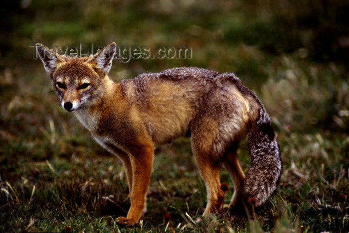 chile271: Torres del Paine National Park, Magallanes region, Chile: red fox - Pseudalopex culpaeus- Patagonian fauna - photo by C.Lovell - (c) Travel-Images.com - Stock Photography agency - Image Bank