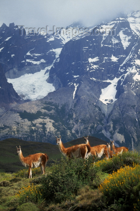 chile272: Torres del Paine National Park, Magallanes region, Chile: female guanacos and with Andean peak behind - Lama guanicoe - Chilean Patagonia - photo by C.Lovell - (c) Travel-Images.com - Stock Photography agency - Image Bank