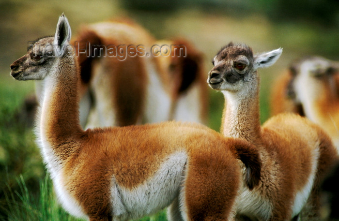 chile273: Torres del Paine National Park, Magallanes region, Chile: baby guanacos – wild camelid - Lama guanicoe – UNESCO Biosphere reserve - Chilean Patagonia - photo by C.Lovell - (c) Travel-Images.com - Stock Photography agency - Image Bank