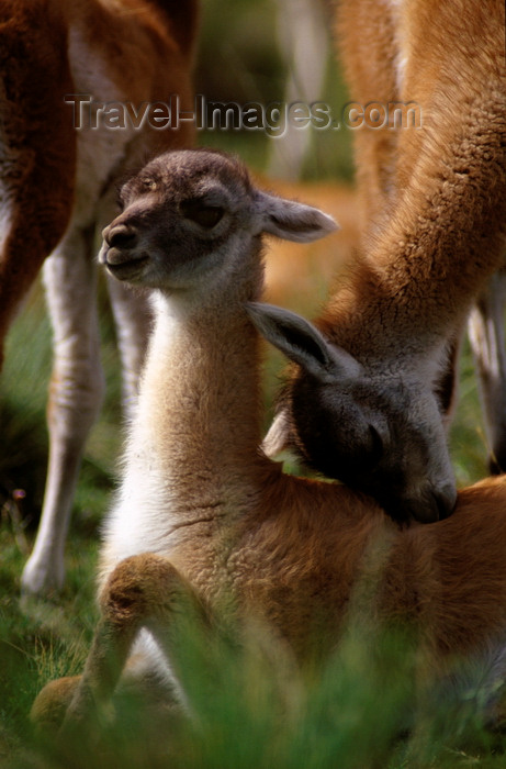 chile274: Torres del Paine National Park, Magallanes region, Chile: baby guanaco gets a caress from mum - Lama guanicoe - Patagonian fauna - photo by C.Lovell - (c) Travel-Images.com - Stock Photography agency - Image Bank