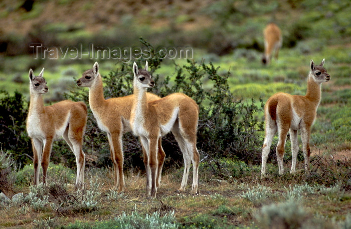 chile275: Torres del Paine National Park, Magallanes region, Chile: four newborn guanacos in the Patagonian steppe - Lama guanicoe - photo by C.Lovell - (c) Travel-Images.com - Stock Photography agency - Image Bank